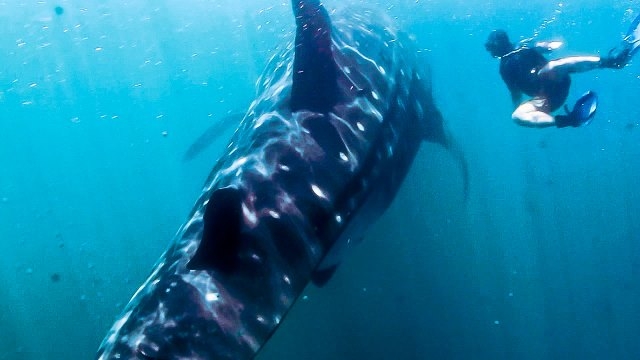 Snorkel con tiburon ballena